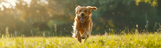 Beyond the Smell: How to Manage Pet Dander and Household Allergens Safely